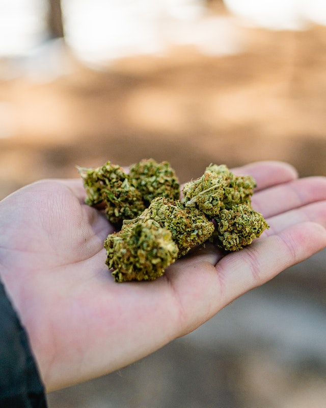 Cannabis