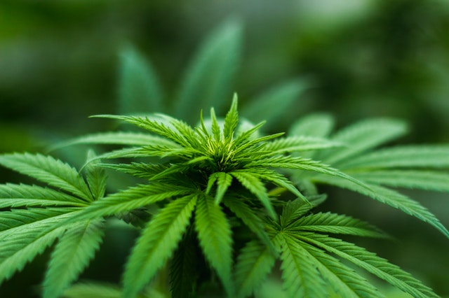 Wine and Weed: Pairing by Experience and Flavor
