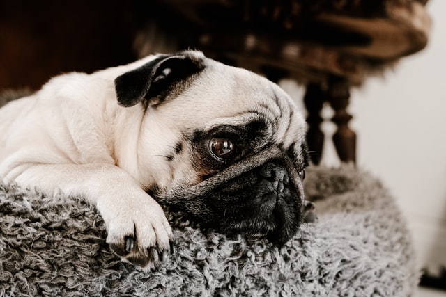 CBD pets, dogs, fireworks, anxiety