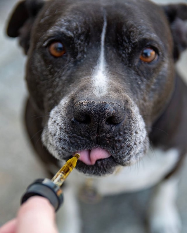 Can Pets Use Human CBD Tinctures?