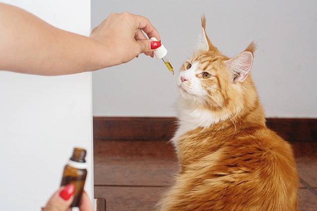 CBD Pet