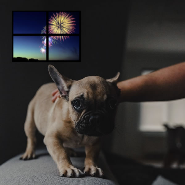 Can CBD work in Pets?
